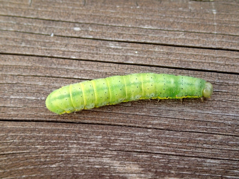 bruco verde: Lacanobia cfr. oleracea (Noctuidae)